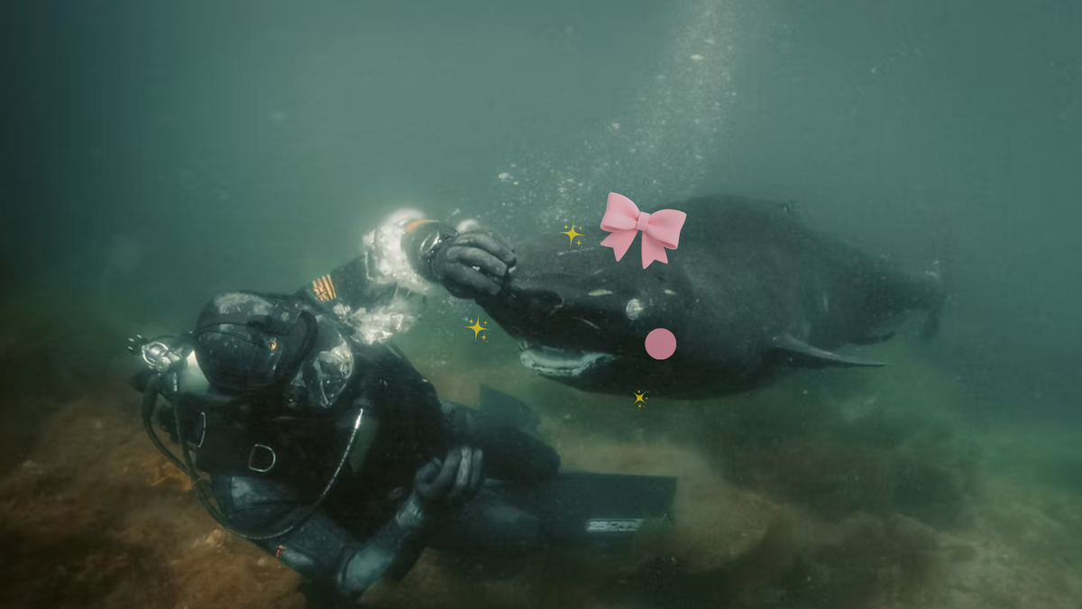 'Extinct or Alive: Jaws of Alaska' isn't accurate, but it does make me think (too much) about sharks